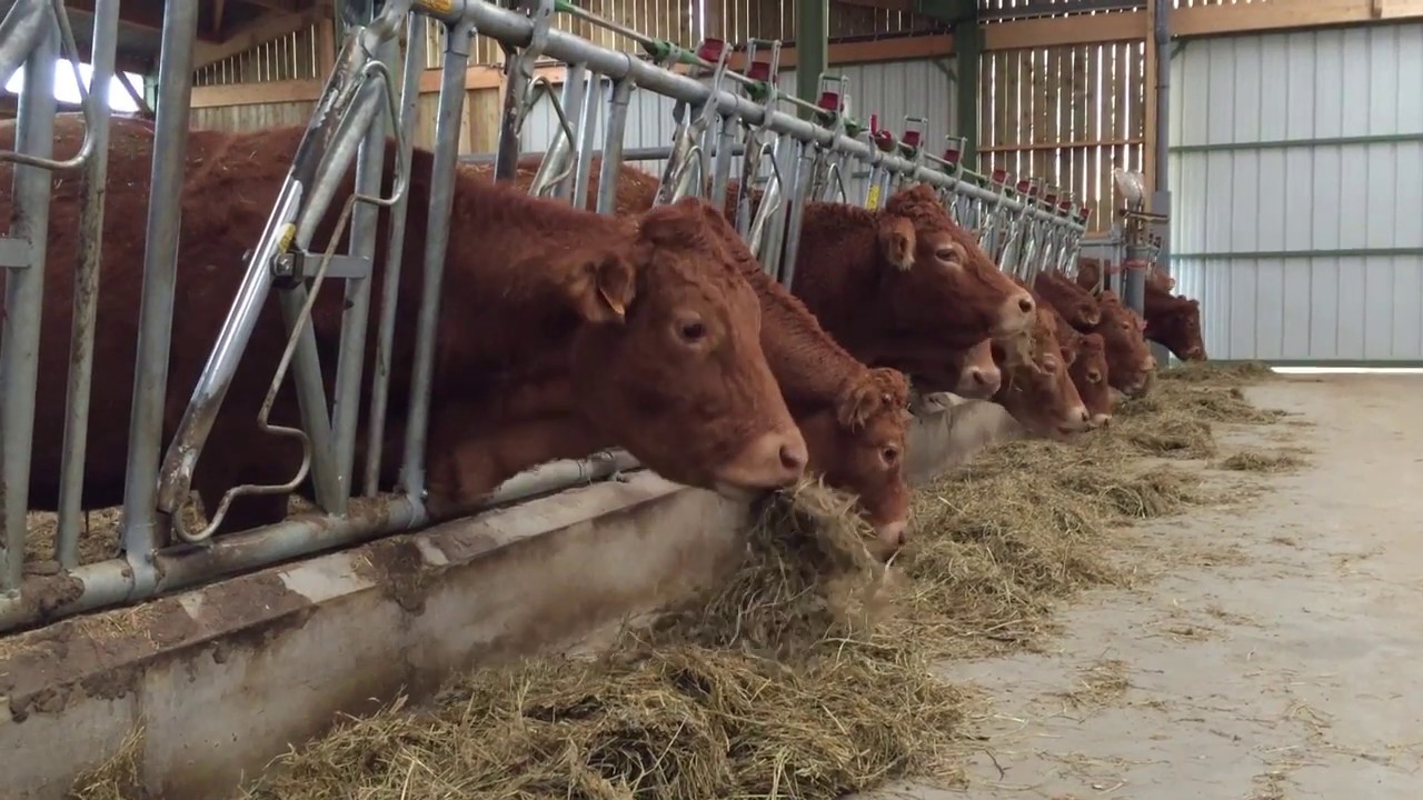 100-cow cattle shed built through French partnership - YouTube