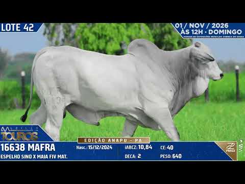 LOTE 42