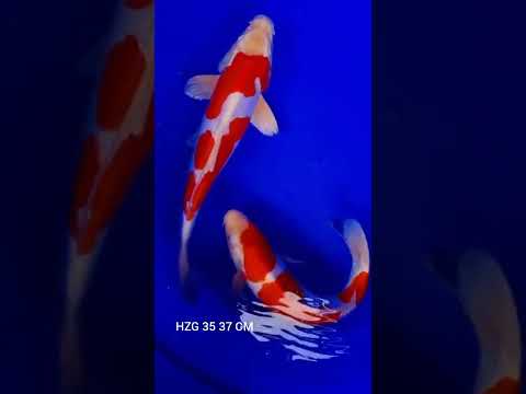 Kohaku doitsu hikari