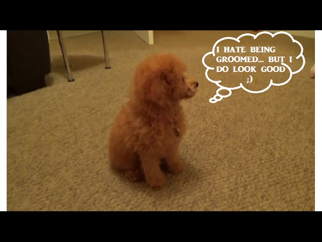 Getting A Puppy! Our 8 Week Old Toy Poodle. - Youtube