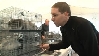 Le plus grand concours de chinchillas d'Europe