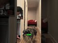 Amazing Dog Tricks: Teaching Brodie New Skills! #shorts