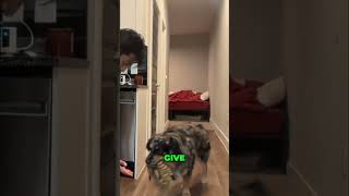 Amazing Dog Tricks: Teaching Brodie New Skills! #shorts
