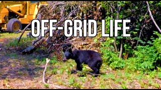 Typical day on the off-grid property. Fixing tractor - Baby bear in the yard by Will Magner 480 views 1 year ago 12 minutes, 38 seconds