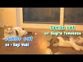 [ENG SUB] Seiyuu as cats in Japanese CM