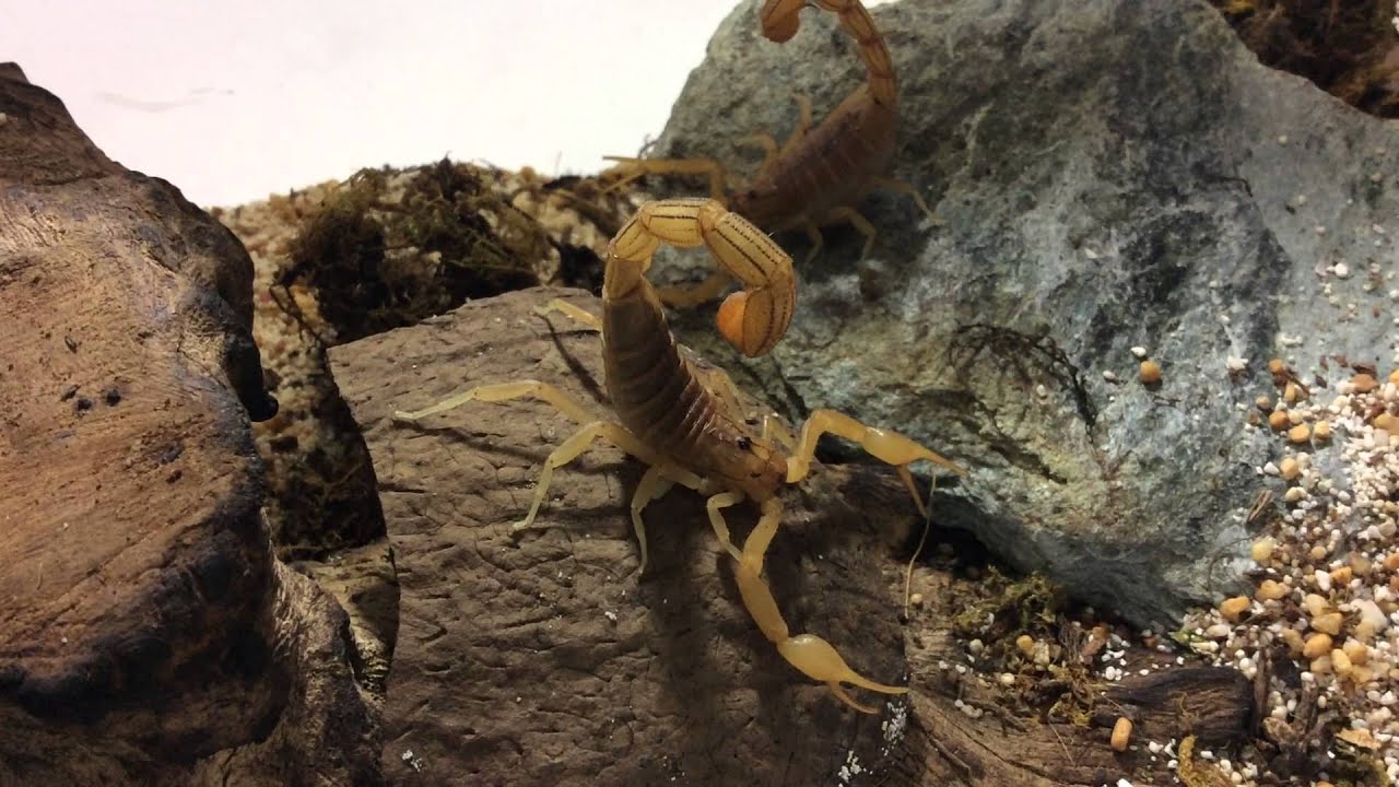 Indian Red Scorpion (Hottentotta tamulus gangeticus) YouTube