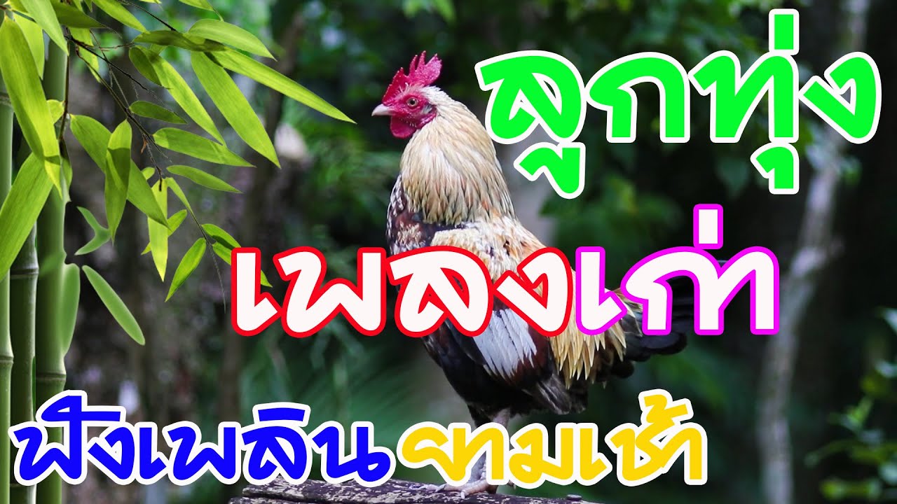 รวมเพลงลูกทุ่งเก่าฟังเพลินยามเช้า