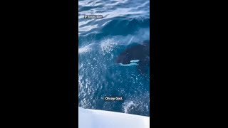 Orca attacks yacht near the Straight of Gibraltar