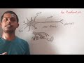 मानव में तंत्रिका तंत्र कार्य कैसे करता है। सिनेप्स क्या है। Neuron function in human in hindi