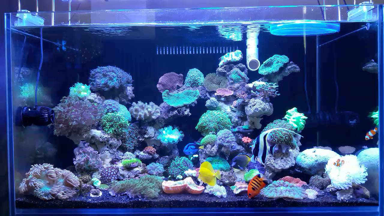 Reef tank 36×24×20 inches - YouTube