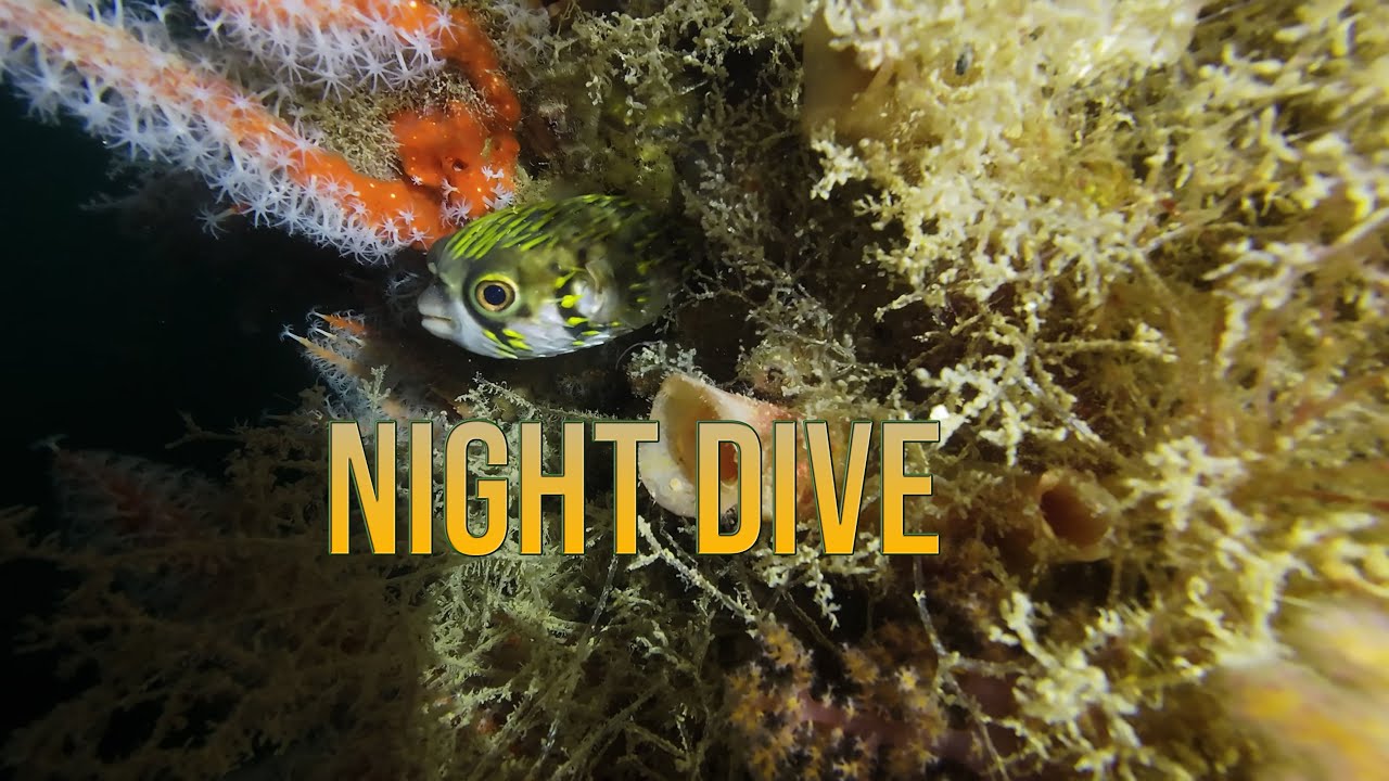 A New Year's Eve night out.