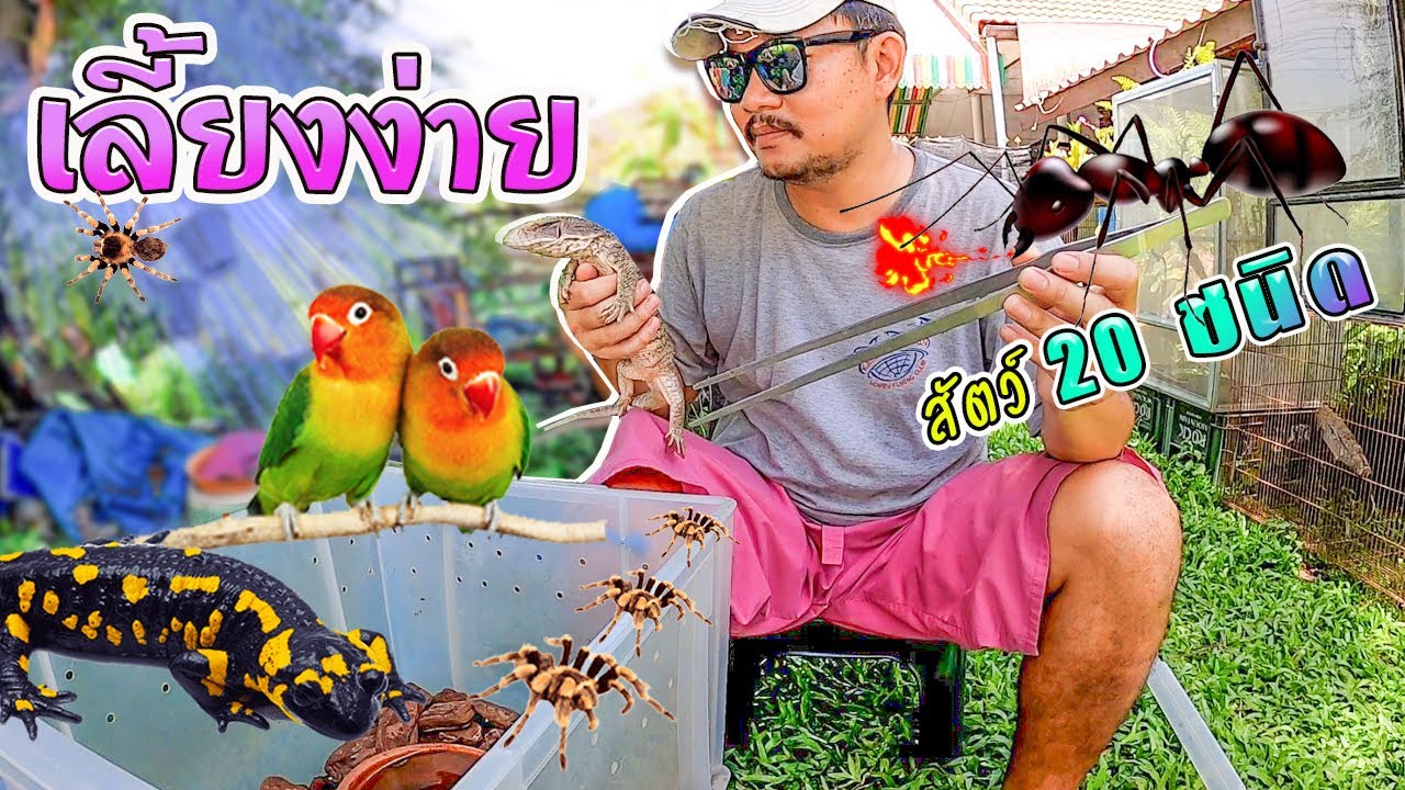 สัตว์เลี้ยงง่าย 20 ชนิด ในบ้าน 20 easy pets.