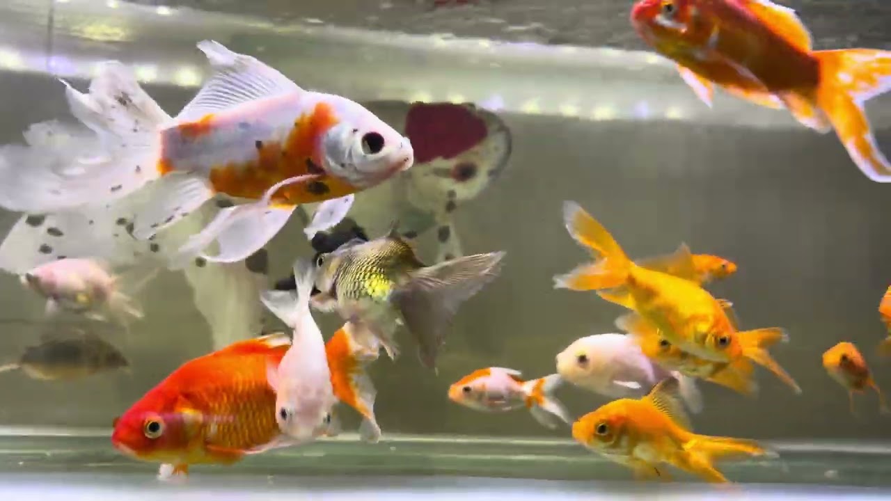 Vídeo quarto 1 dos peixes da loja em 26/2