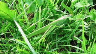 Зелёный кузнечик. ( Tettigonia viridissima )