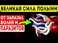 СВЯТАЯ ПОЛЫНЬ ГОНИТ паразитов и лечит суставы, экземы, ревматизм, жкт и даже Альцгеймера!