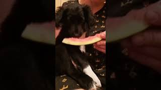 Собака кушает арбуз(✿^‿^)