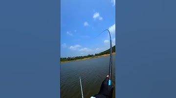 Câu cá hồ nước ngọt #cauca #caucagiaitri #fishing #shorts