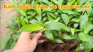 Phân biệt chuối tiêu hồng, già nam mỹ, tây thái lan nuôi cấy mô