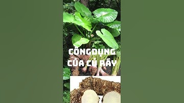 CÔNG DỤNG CỦA CỦ RÁY #chamsocsuckhoechudong #sucsongtre #yeucuocsong#nhanhieutruongton
