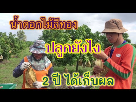 ปลูกมะม่วงน้ำดอกไม้สีทอง ให้ผลผลิต ทั้งในและนอกฤดูกาล