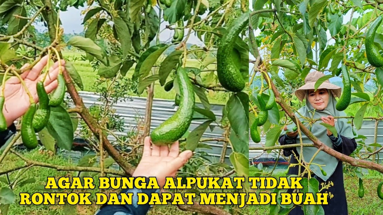 TIPS MENCEGAH RONTOKNYA BUNGA ALPUKAT AGAR DAPAT LANJUT MENJADI BUAH