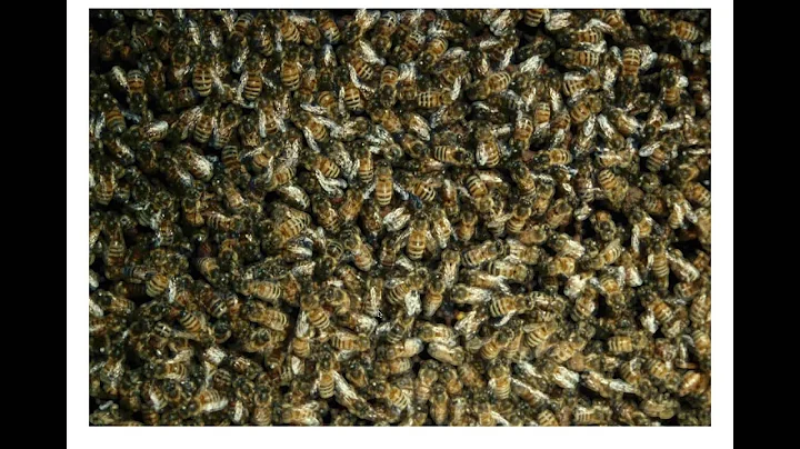 When Things go Bad in the Hive with Jennifer Berry