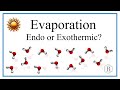 Evaporation and Endothermic Processes