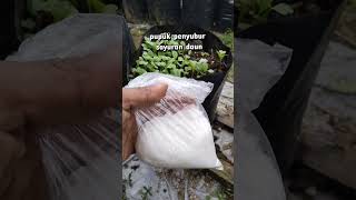 pupuk nitrea penyubur sayuran