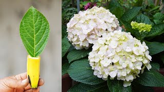 How To Grow Hydrangea With Leaves Is Both Simple And Quick To Bloom