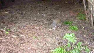 KIWI BIRDS,NEW ZEALAND