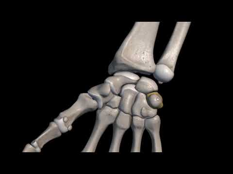 [Arabic] Chapter 3 - Lesson 4 - Carpal Bone - عظام المعصم الثمانية - طريقة لحفظ أسماء عظام المعصم