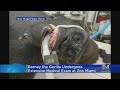 Barney the gorilla undergoes extensive medical exam