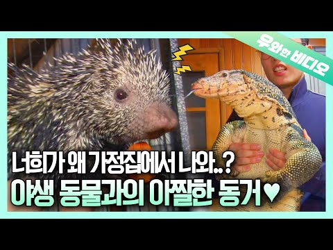 평범한 가정집을 정복해버린 12마리 야생 동물┃Magical Hand That Turns Lizards into Gentle <strong>Sheep</strong>