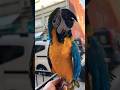 Hava almak hakkımız 🙊🐣 #kuşlar #muhabbetkuşu #sultanpapağanı #animal #papağan #parrot