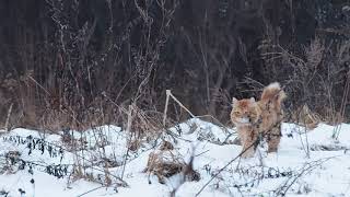 BARSIK - Kurilian Bobtail by BARSIK - Kurilian Bobtail 103 views 6 years ago 13 seconds