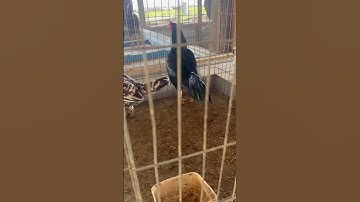 Mini Qaib Thai #qaib #thairooster #chicken #rooster #bantam #qaibthai