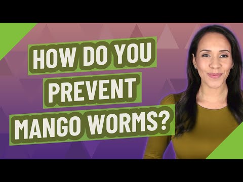 How do you prevent mango worms?