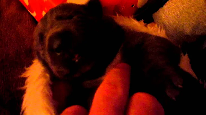 Wade Donaldson Blue Female pup MVI_1775.MOV