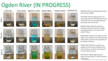 Common Pollutants Effect On Algae Growth