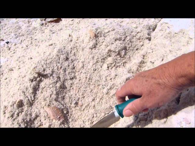 Shelling with Cathy - Panama City Beach, FL - April 13 2013 class=