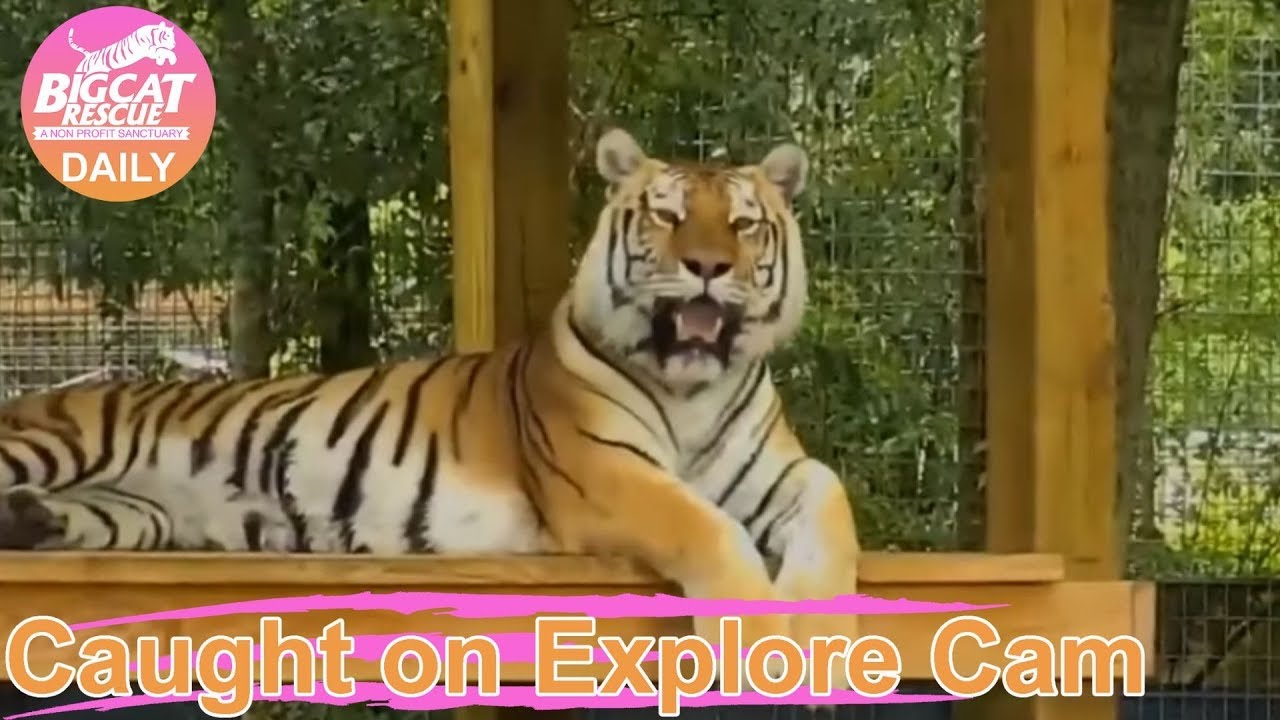 leopard print Caught on Explore~Dutchess' first day on Tiger Lake 5.8.2019