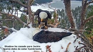 Anidación 2023 de Jackie y Shadow, Águila calva, con infinito dolor, un fracaso ( ◡́.◡̀) by Guti blala 30,358 views 9 months ago 21 minutes