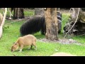 荒ぶるオオアリクイ！カピバラを蹴散らしバクを追いかけまわす。