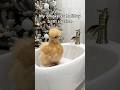 My ChickenтАЩs Christmas Bath Routine ЁЯлз My ChickenтАЩs Christmas Bath Routine ЁЯлз
