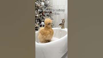 My Chicken’s Christmas Bath Routine 🫧