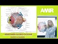 Básicas PreAMIR | Anatomía del globo ocular | Patricia Ramiro