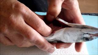 Gutting a mackerel