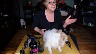 Pet Grooming at Home: Trimming Butt and Belly (Clean Up)