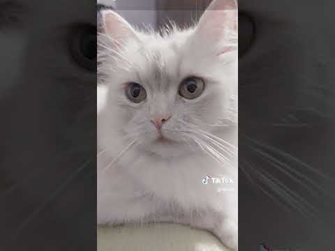 غريبة عاشقك حتى وانتي مش هنا