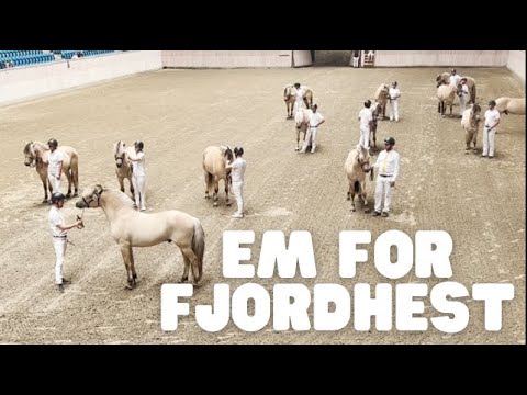 Video: Holsteiner Horse